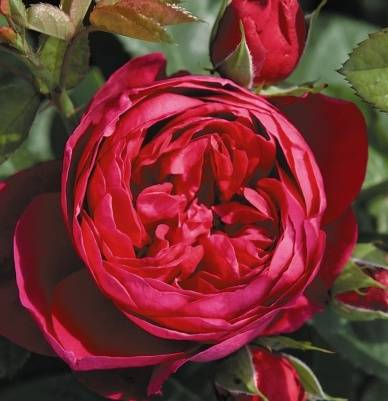 Roze | 7 rozes, stādaudzētava
