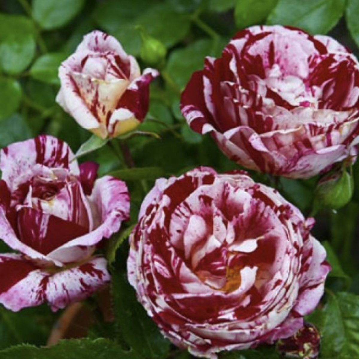2. gadīgās | Dailas Rozes