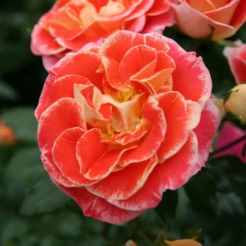 Roze | 7 rozes, stādaudzētava