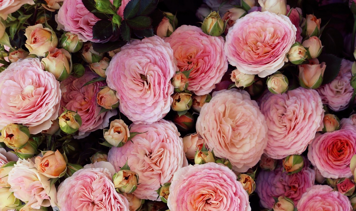 Vīteņrozes | Dailas Rozes